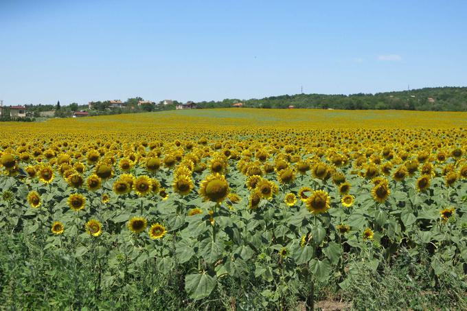 sončnice, Bolgarija | Foto: Matic Prevc/STA