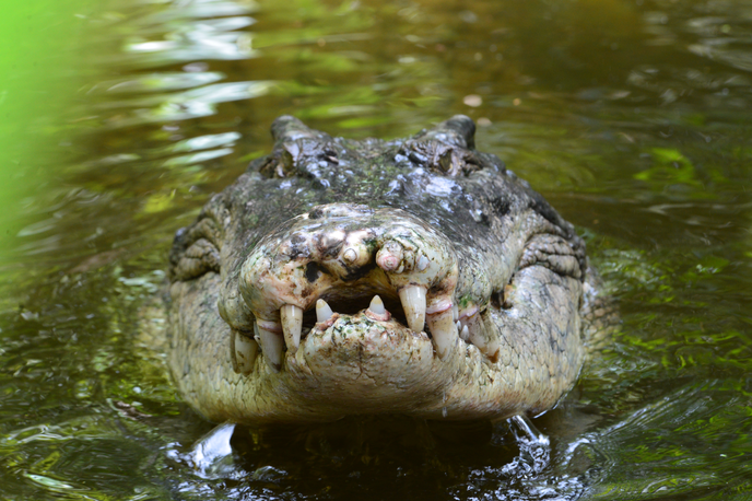 Krokodil |  Človeške ostanke so odkrili v truplu skoraj štiri metre dolgega plazilca. Fotografija je simbolična. | Foto Getty Images