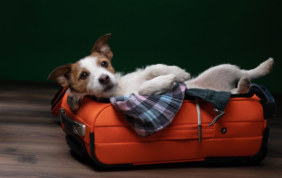 pes kuža potovanje | Foto Shutterstock