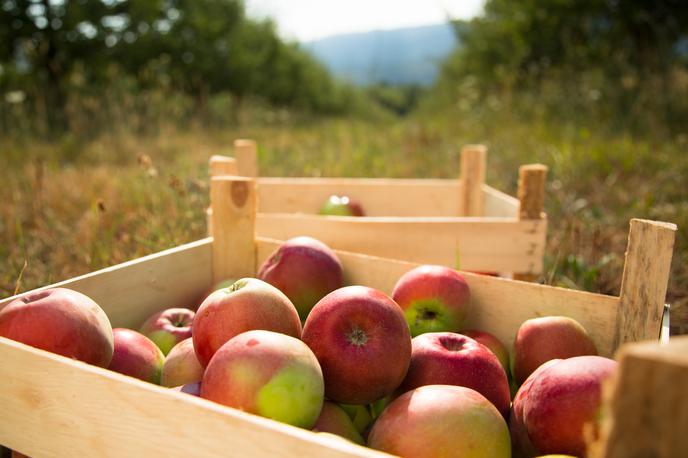 nabiranje jabolk | Fotografija je simbolična. | Foto Thinkstock