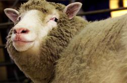 Spoznajte najslavnejšo ovco vseh časov