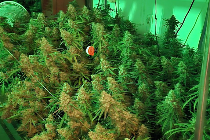 droga, zaseg, konoplja, predelava, gojenje, policija, Vrhnika | Policisti še nadaljujejo zbiranje obvestil in kriminalistično preiskavo. | Foto PU Ljubljana