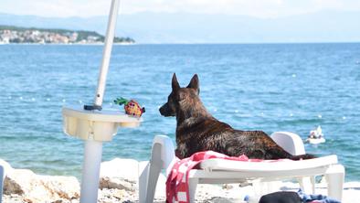 V Portorožu odpirajo pasjo plažo, na voljo tudi pivo za pse