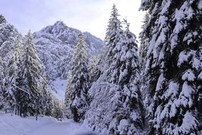 Najlepši nezahtevni zimski pohodi v slovenskih gorah #video