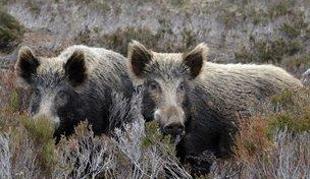 V prometni nesreči zaradi divje svinje v Nemčiji trije mrtvi