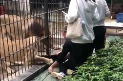 Grozljiv incident: levinja je zgrabila deklico, ki jo je poskušala hraniti #video