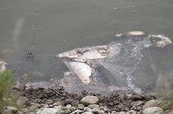 V Perniškem jezeru poginilo več kot 20 ton rib