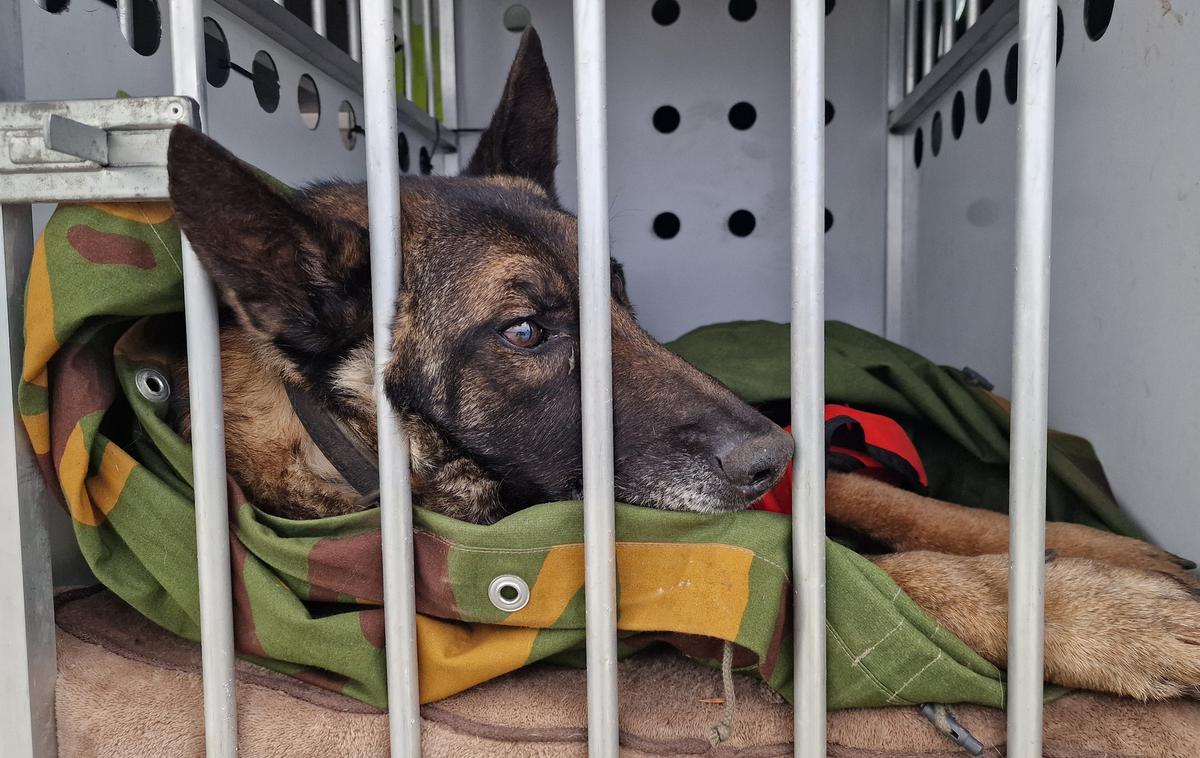 Kuža | Pogrešanega psa so našli tri dni po tragični nesreči.  | Foto FB/K9 iskanje pogrešanih - Slovenija