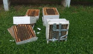 Vandali razdejali čebelje panje v Tivoliju #video