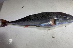 Ujeli izjemno strupeno ribo, katere zaužitje je lahko usodno