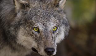 V ubitem volku našli delce krogle, je streljal divji lovec? #foto #video