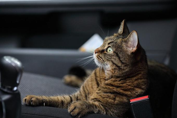 Čeprav so takšni primeri veliko manj pogosti, so na preživljanje časa v vročih avtomobilih še veliko bolj kot psi občutljive mačke.  | Foto: Pixabay