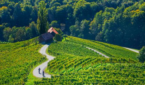Kje boste letos okušali najboljša vina: vodič po vinskih dogodkih in praznikih