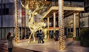 Največji jelenček v Evropi bo letošnji december preživel v Celju