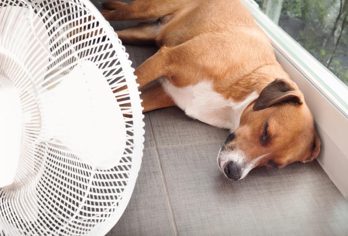 Ključno je, da poznamo znake pregrevanja in toplotnega udara. Simptomi vključujejo prekomerno sopihanje, slinjenje, rdeče ali blede dlesni, hitro bitje srca, bruhanje in spotikanje. | Foto: Shutterstock