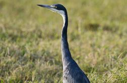 Novi primeri ptičje gripe v Sloveniji
