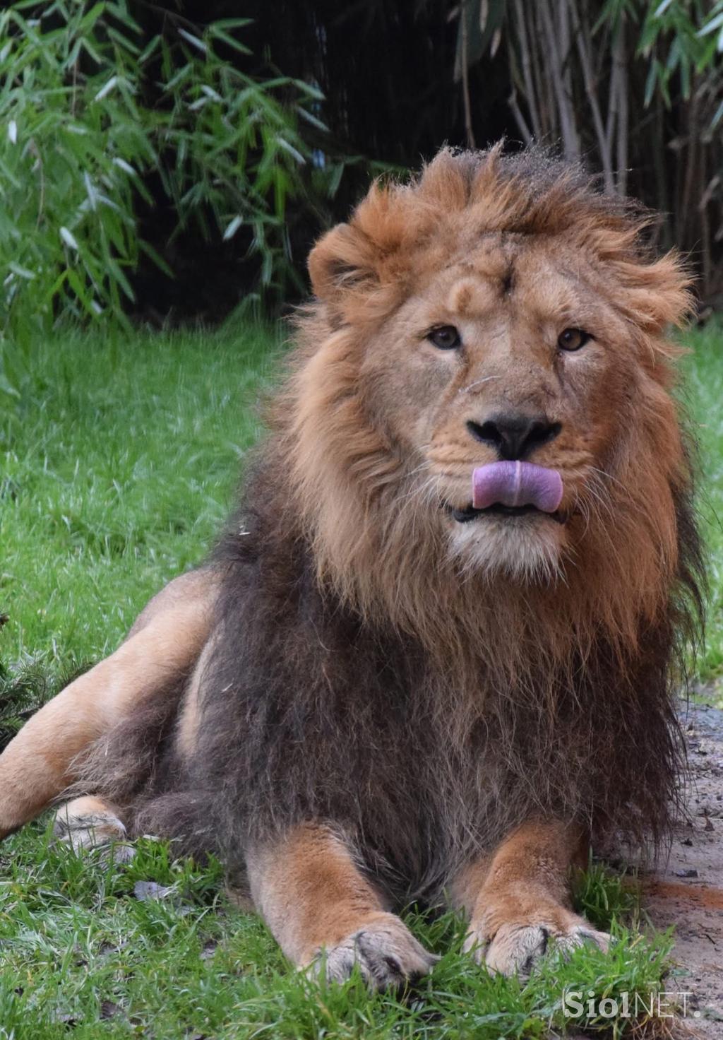 Lev Ljubljana ZOO
