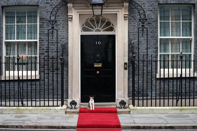 maček Larry | Foto Guliverimage