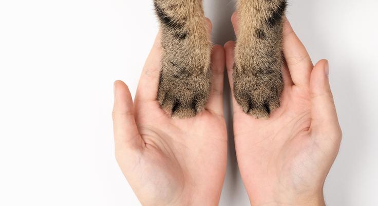 mačka | Foto: Shutterstock