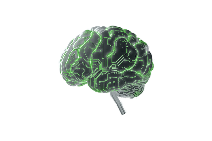 ngen sg brain | Foto: 