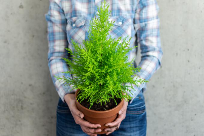 sobna cipresa (Cupressus wilma) | Foto: Shutterstock