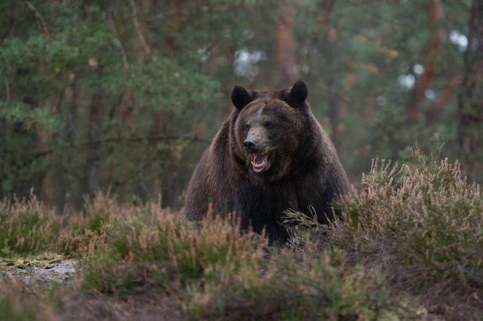 Rjavi medved | Po besedah predsednika Trentinskega Fugattija, ki jih povzema avstrijska tiskovna agencija APA, bi bilo treba populacijo medvedov zmanjšati za 70, na primer tako, da bi jih preselili na druga območja. Združenja za zaščito živali so kritična tudi do teh načrtov. | Foto Guliverimage
