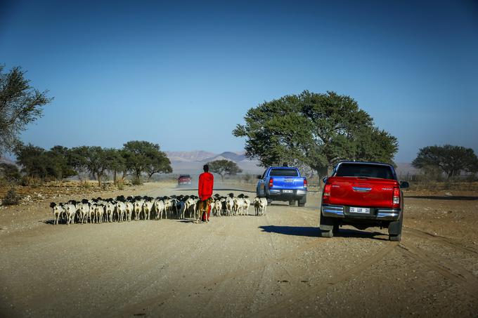 Divjina je zato ostala prvinska, kar je nedvomno eno od bogastev te dežele. Za lažjo predstavo, za kakšne prostorske razsežnosti gre, je zgovoren podatek o površini, ki jo v Namibiji definira pojem kmetija. Vsaj 5.000 hektarjev zemlje moraš imeti, da si lahko kmet.  | Foto: Toyota