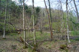 Vetrolom gozdovi