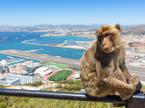 Gibraltar Opica