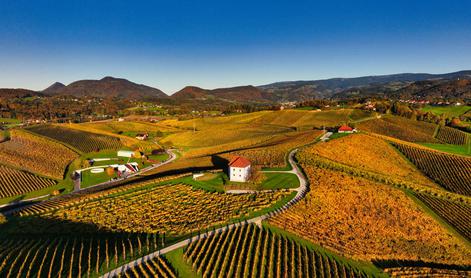 Vina za martinovo mizo: okusi, ki povežejo jed, družbo in praznik