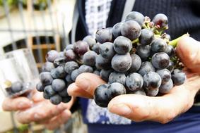 Kaj storiti z grozdjem, če ga ne spremenite v vino?