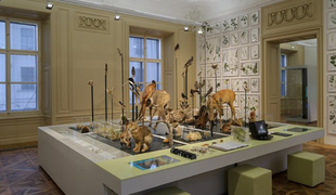 Prirodoslovni muzej v avstrijskem Gradcu z novo stalno zbirko