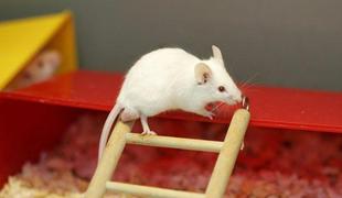 Znanstveniki ozdravili slepe miši