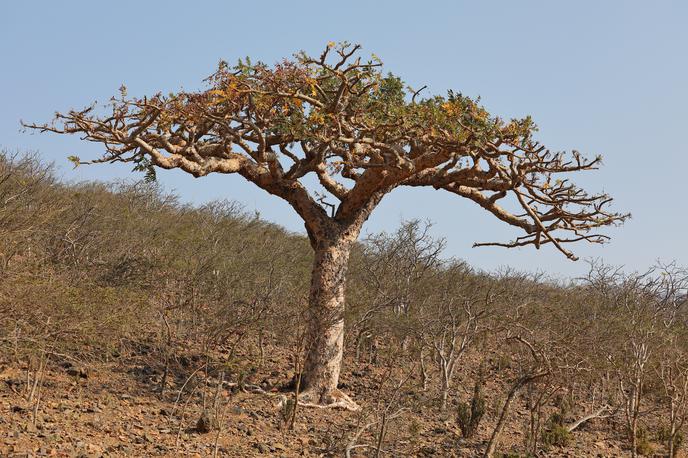 kadilo | Foto Shutterstock
