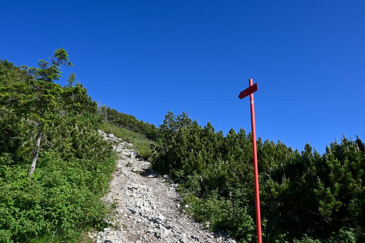 Zadnji del vzpona poteka po sončnem terenu skozi pas rušja. | Foto: Matej Podgoršek