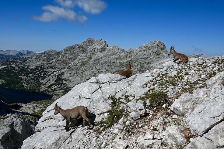 Na Hribaricah nas lahko pozdravijo kozorogi. | Foto: Matej Podgoršek