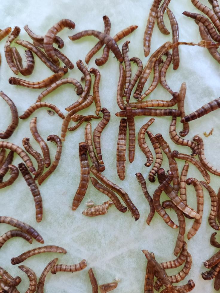 Posušeni mokarji, pripravljeni za vmešavanje v produkt ali za mletje v moko oziroma prah.  | Foto: Sašo Rupnik