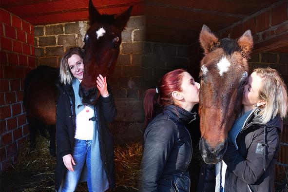 Čudež pred božičem: po 16 letih našla izgubljenega konja