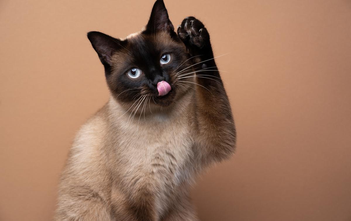 siamska mačka | Siamske mačke so po naravi ljubeče in družabne. Prav tako so tudi zelo inteligentne, radovedne, predvsem pa glasne. | Foto Shutterstock