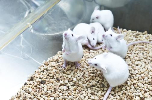 Protein, ki (pri miših) odpravi paralizo že po nekaj tednih