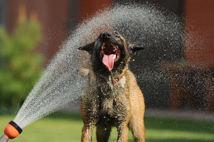 pes, kuža, hišni ljubljenčki | Foto Shutterstock