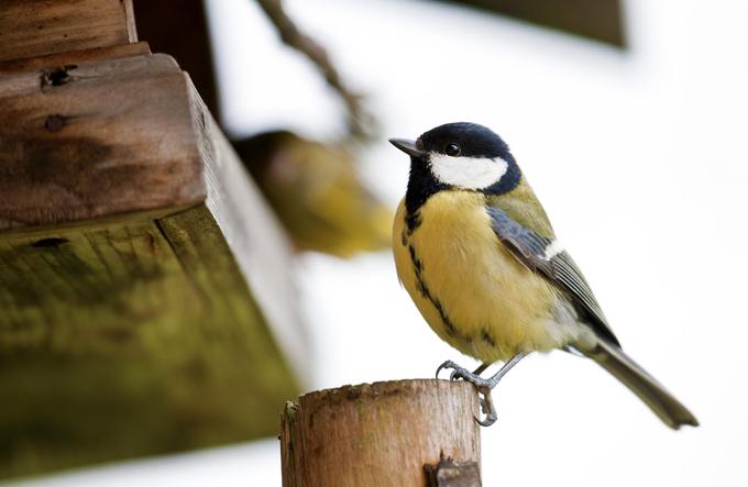 S katero hrano boste v svojo bližino privabili kar največ ptic? | Foto: 