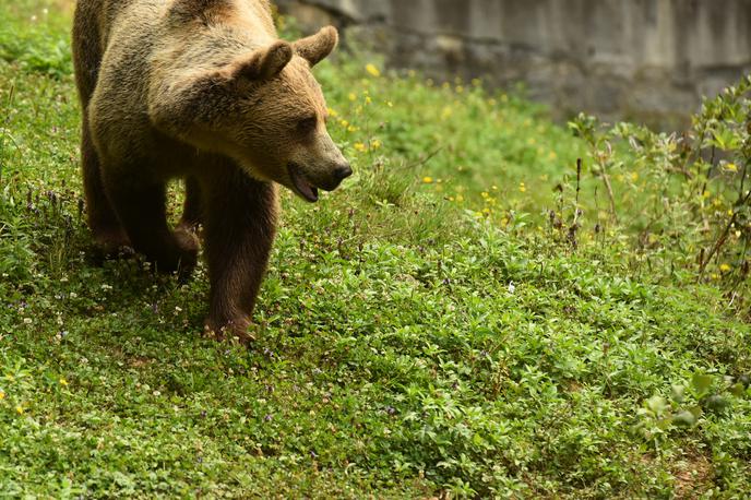 rjavi medved | Rjavi medved spada med zaščitene živalske vrste.  | Foto STA