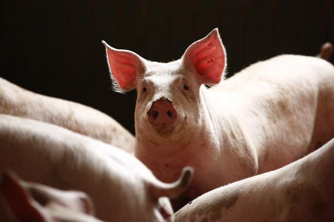 Avstrija, ki ima dobrih štirikrat toliko prebivalcev kot Slovenija, v enakem časovnem obdobju proizvede skoraj dvajsetkrat več svinjskega mesa. | Foto: Reuters