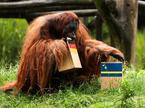 Orangutan Walter