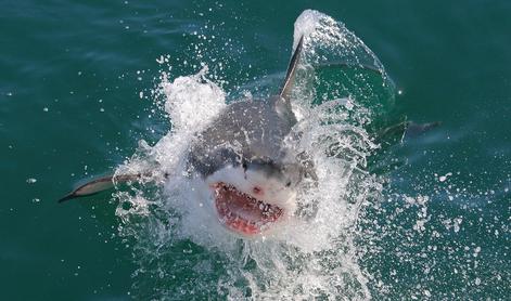 Čudež med valovi: deskar preživel napad belega morskega psa #video