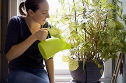 Sobne rastline skrbijo za vaše zdravje
