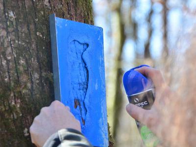 Novost na Goričkem: označenih dreves se ne bodo dotikali