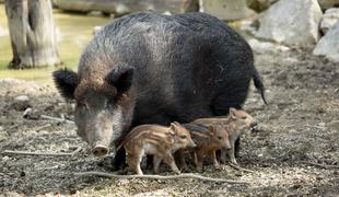 Divjih svinj v hrvaški Istri vse več: "Ne bojijo se nikogar, mi pa ne upamo iz hiš"