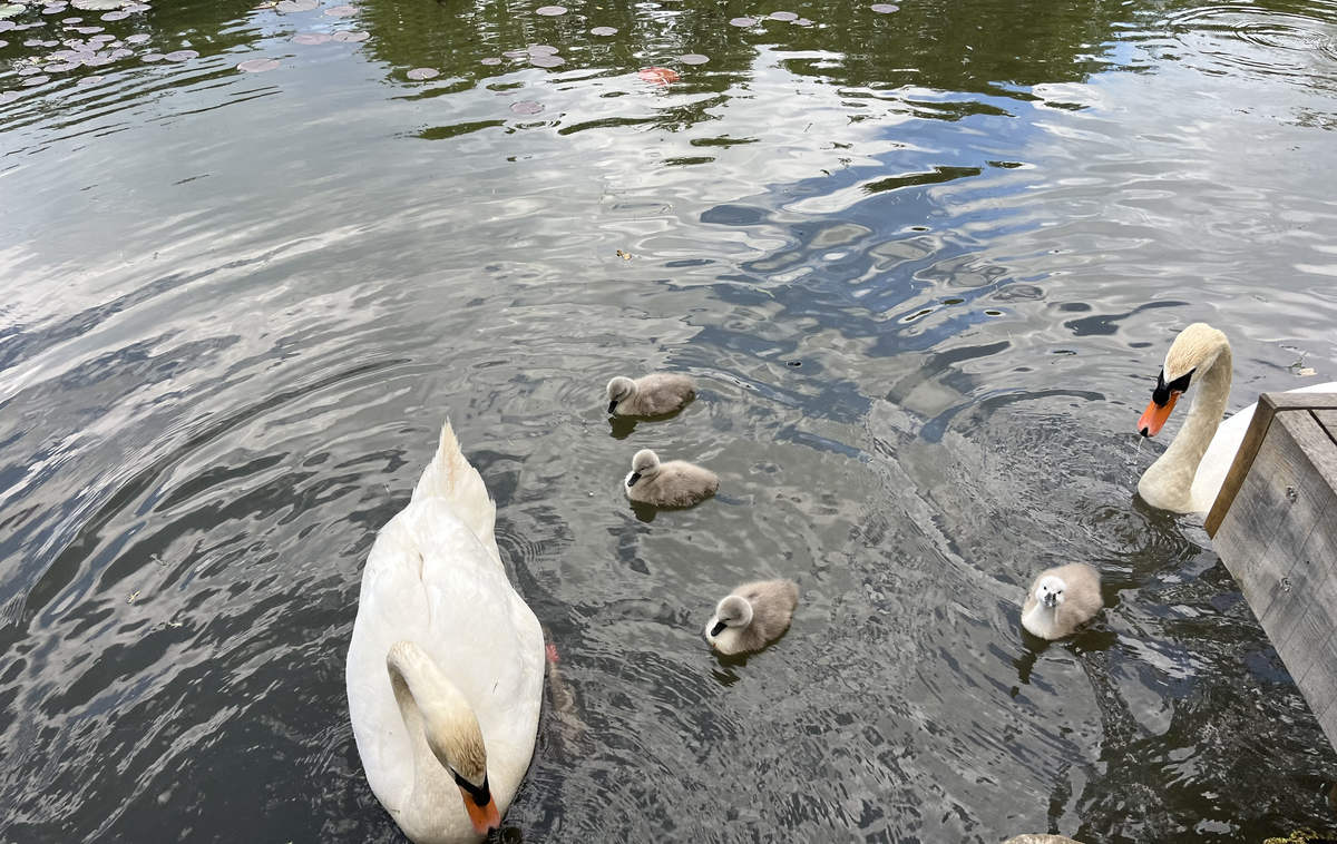 labodja družina | Labodji par s Tivolskega ribnika je dobil štiri mladiče. | Foto Iztok Hočevar